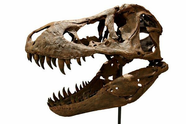 The skull of "Stan" the T-Rex